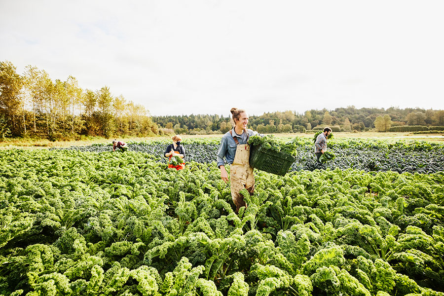 Eco-Friendly and Sustainable Practices in Organic Farming