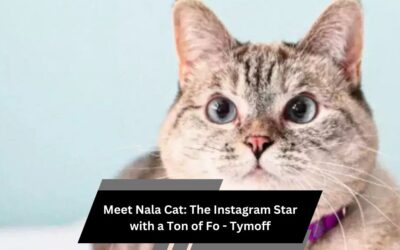 Meet Nala Cat: The Instagram Star with a Ton of Fo - Tymoff