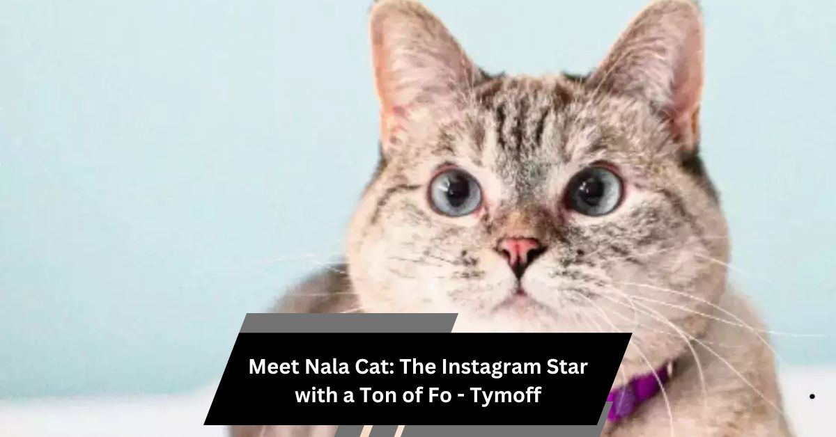 Meet Nala Cat: The Instagram Star with a Ton of Fo - Tymoff